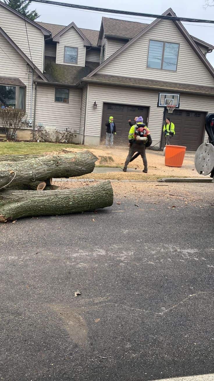 The Spaniard Tree Service
